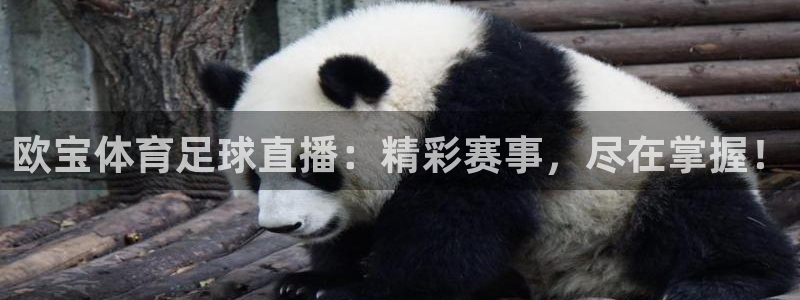 51视频在线直播nba：欧宝体育足球直播：精彩赛事，尽在掌握！